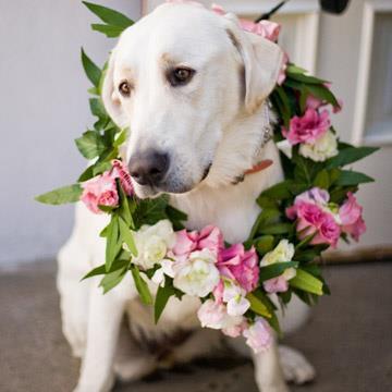 Photo: Will your pet attend your wedding like these dapper dogs did? http://shout.lt/gszP We